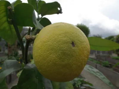 Bergamottfrucht am Zweig